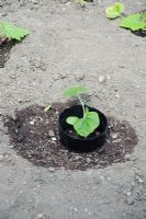 Cougette seedling planted in a hollow with a plastic collar to aid efficient watering 