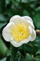 Paeonia lactiflora 'Lotus Queen'