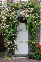 Rosa 'Albertine' growing around front door of Victorian house, St Barnabas Road, Cambridge