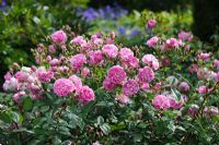 Rosa 'Harlow Carr' - The Rose Garden, Benthall Hall, Shropshire