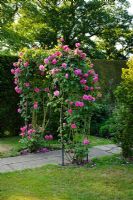 Rosa 'Wenlock' trained over arch. The  English Rose Garden, Town Place Garden, Sussex