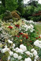Rosa 'Iceberg' and red roses in a mixed border. Borde Hill, Sussex.