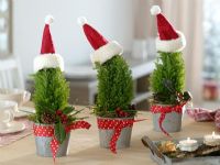 Chamaecyparis lawsoniana 'Ellwood's Gold' in pots, topped with santa hats