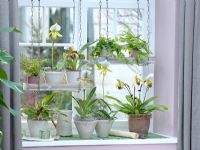 Orchids growing on windowsill. Paphiopedilum 'Amerika', 'Maudiae', 'Leeanum Sitta', Aglaonema, Pteris, Ficus pumila and Pellaea 