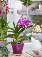 Watering orchids - Phalaenopsis and Cambria