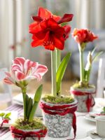 Hippeastrum 'Royal Red' and 'Flaming Striped' as Christmas centrepiece displays