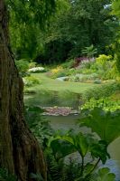 Pond with Gunnera in foreground - Beth Chatto's garden, Elmstead Market, Essex