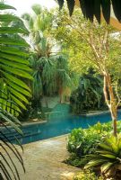 Swimming pool surrounded by tropical planting 