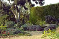 Spring dry garden. Plants include - Eucalyptus tree, Leylandii hedge, Euphorbia, Anemone pavorina, Salvia,  Santolina and Astelia - Beth Chatto gardens, Elmstead Market, Essex