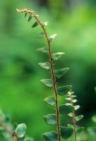 Pellaea rotundifolia - Button fern 