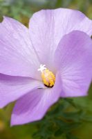 Alyogyne huegelii 'Santa Cruz' - Blue hibiscus 