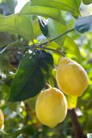 Citrus meyeri - Meyers Lemons growing on the branch