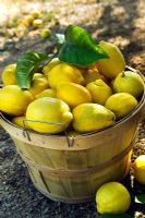 Wooden basket of Citrus meyeri - Meyer Lemons