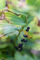 Polygonatum odoratum - autumnal foliage and black seeds