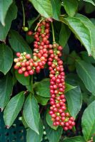 Schisandra grandiflora - female hanging red fruits 
