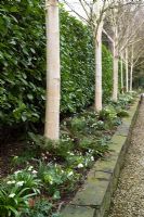 An early flowering raised border with Betula utilis var. jacquemontii, Leucojum sp, Galanthus sp, Hellebrous sp, Cyclamen sp and ferns.
