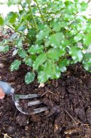 Spreading composted cow manure around Rose bush