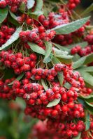 Pyracantha berries with frost