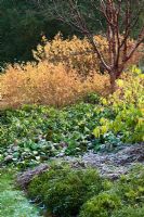 Acer griseum, Cornus sanguinea 'Midwinter Fire', Hedera colchica 'Sulphur Heart', Bergenia and Cotoneaster horizontalis - The winter garden at Cambridge University Botanic Gardens 