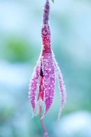 Fuchsia magellanica with frost