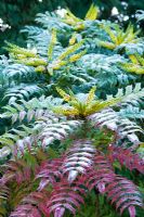 Mahonia japonica with snow 