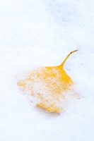 Ginkgo biloba leaf dusted with snow