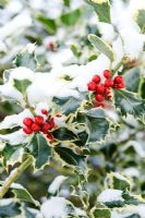 Ilex aquifolium - Variegated holly berries with snow
