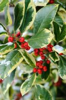Ilex x altaclarensis 'Golden King' - Variegated holly berries with snow