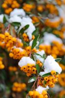 Pyracantha with snow
