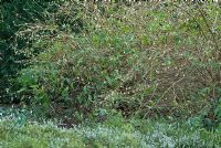 Lonicera purpusii - scented winter Honeysuckle with Erica - Heathers, Galanthus - Snowdrops and Cornus alba 'Kesselringii' in late January