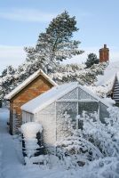 Snow covered organic vegetable garden with greenhouse, water butt, brick shed, Raspberry canes, Pine tree and thatched cottage in the background - Gowan Cottage