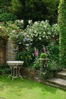 Formal town garden with Rosa 'Climbing Iceberg' and Clematis growing on wall. Buxus - Box ball and Foxgloves beside steps - Rhadegund House, New Square, Cambridge