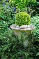 Buxus - Box ball in old stone urn with Cotoneaster horizontalis - Rhadegund House, New Square, Cambridge.