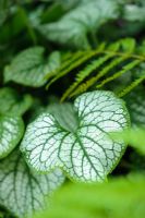 Brunnera macrophylla 'Jack Frost' growing with Ferns