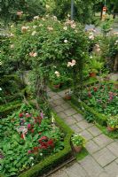 Elevated view of formal town garden with Rosa 'Meg' growing on arches over front path. Dianthus - Sweet williams and Digitalis - Foxgloves planted in Box edged beds - Rhadegund House, New Square, Cambridge.

