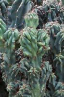 Cereus hildmannianus 'Monstrosus'