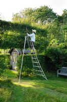 Woman trimming raised hedge using Japanese tripod ladder