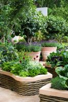 Potager with Lettuce, Parsley and Tulipa 'Jan Reus' in raised bed with woven willow edging, large terracotta pots with Lavandula stoechas and Citrus tree. 'The M and G Investments Garden', RHS Chelsea Flower Show 2011 