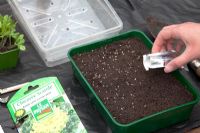 Sowing seed - Lettuce Chicoree Scarole