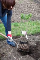 Planting Blackcurrant Ben Lomond. Adding farmyard manure to hole