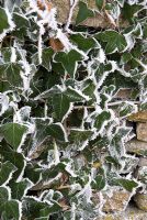 Frosted Hedera helix clinging to a stone wall