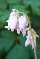 Dicentra formosa - pale pink seedling