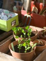 Pea 'Feltham first' seedlings in pots in greenhouse