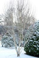 Betula and clipped Laurel bush with covering of snow - The gardens of Brig O' Doon House Hotel, Burns National Heritage Park, Alloway, Ayr, Scotland