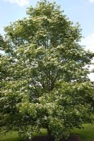 Sorbus alnifolia - Korean whitebeam