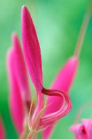 Cleome hassleriana - Spider flower, August