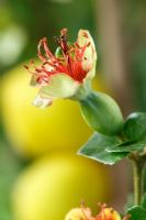 Chaenomeles japonica - Japanese quince forming as flower dies, September