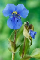 Commelina dianthifolia - Bird-bill Day Flower, also known as Widow's Tears, August