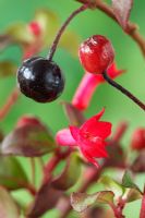 Fuchsia 'Karen Isles' - Flower and fruit that forms when the flower dies, August