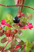 Fuchsia 'Karen Isles' - Flowers and fruit that forms when the flower dies, August
